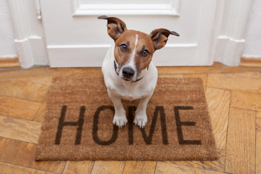 dog_in_welcome_mat_that_says_home_insurance_for_dog_owners home insurance for dog owners