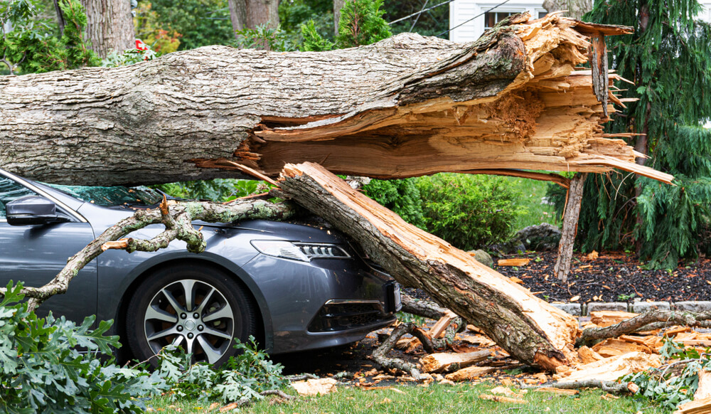 fallen tree on a car what to do after a tornado