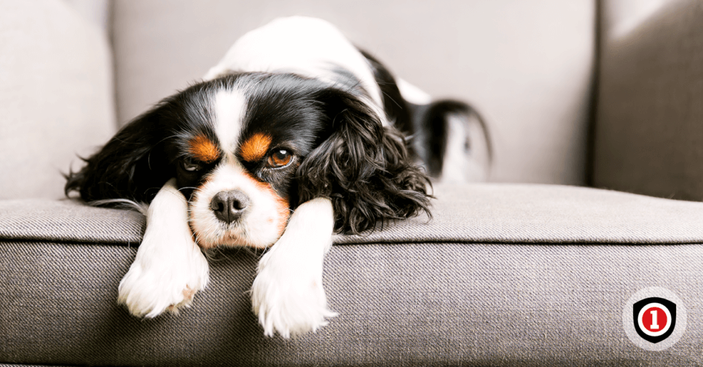 Pet laying on the couch while enjoy homeowner insurance coverage