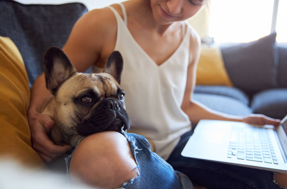 young female working on sofa with pet dog