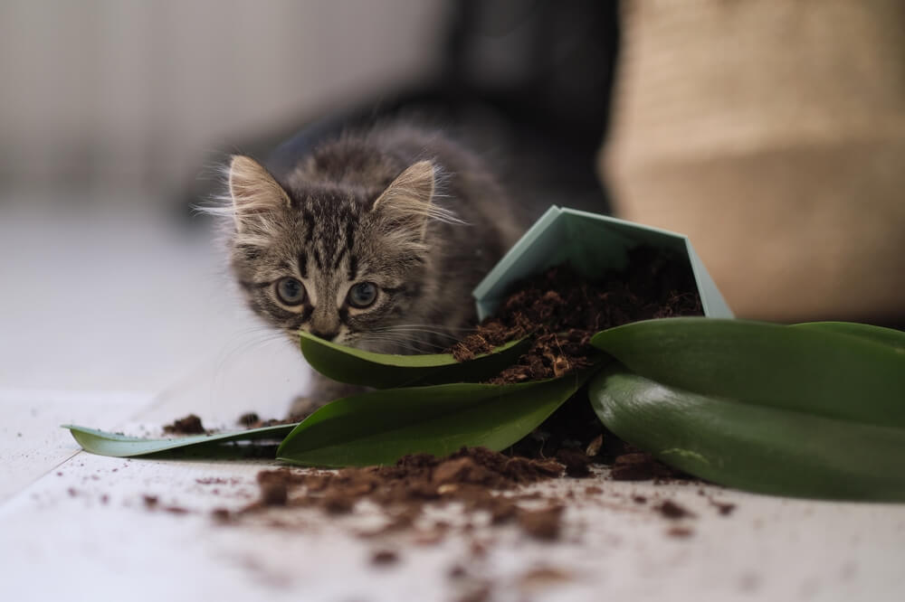 Kitten beside a knocked-over plant showing an example of pet damage in a rental.