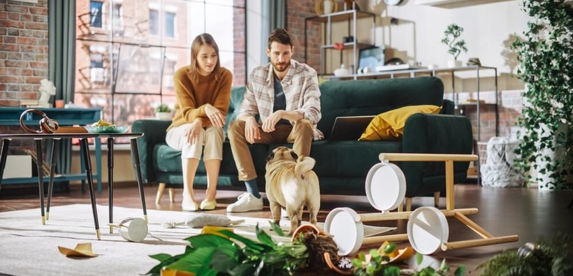 Couple looking at pet damage in a rental after their dog knocked over furniture and plants.