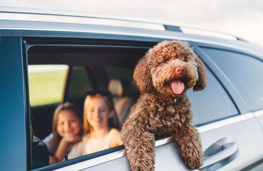 ion-full-coverage-vs-liability-only-1 Two young girls in the back seat of a car with a brown Maltipoo hanging out the window - best car insurance.