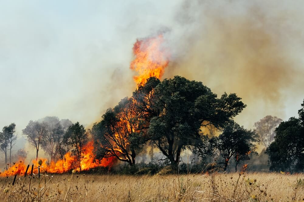 A tree devoured by flames, wildfire affecting homes, home insurance.