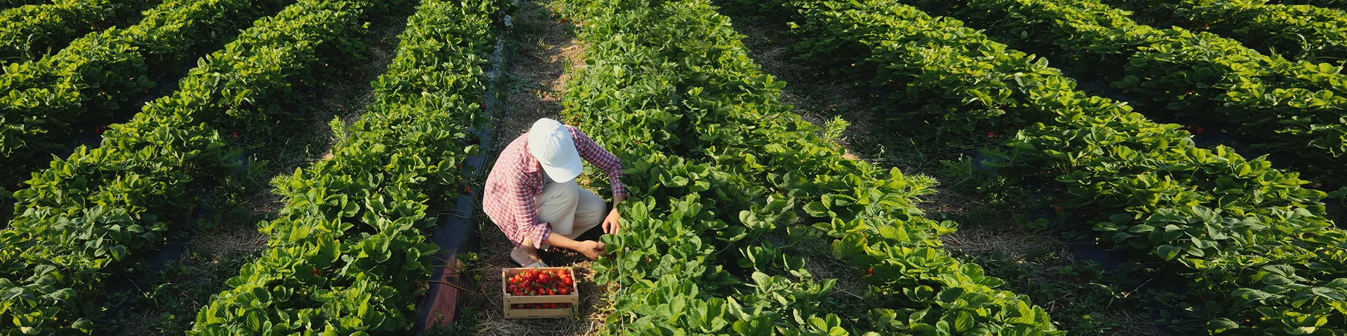 Top view farmer woman harvesting ripe strawberries in the field. Strawberry field.