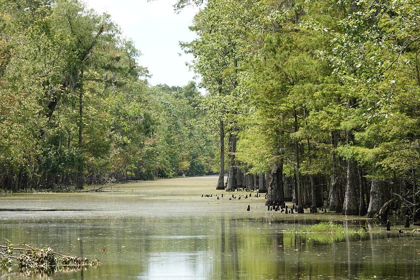 Marsh river in Houma Louisiana.