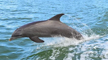 Clearwater beach dolphin tour – best home insurance in Florida.