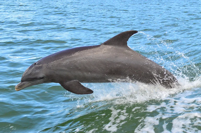 Clearwater beach dolphin tour – best home insurance in Florida.