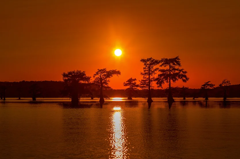 Silhouettes of cypress trees in the water of the Caddo Lake - best home insurance in Texas.