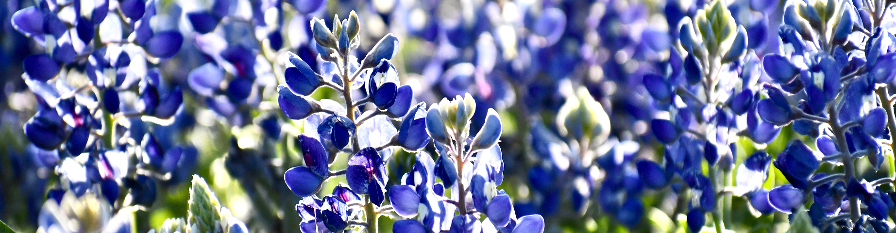 Bluebonnet field at sunset in Temple, Texas