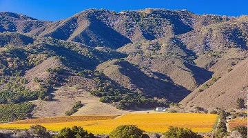 Sunny view of the vineyard landscape of Salinas Valley at California - best car insurance in California.