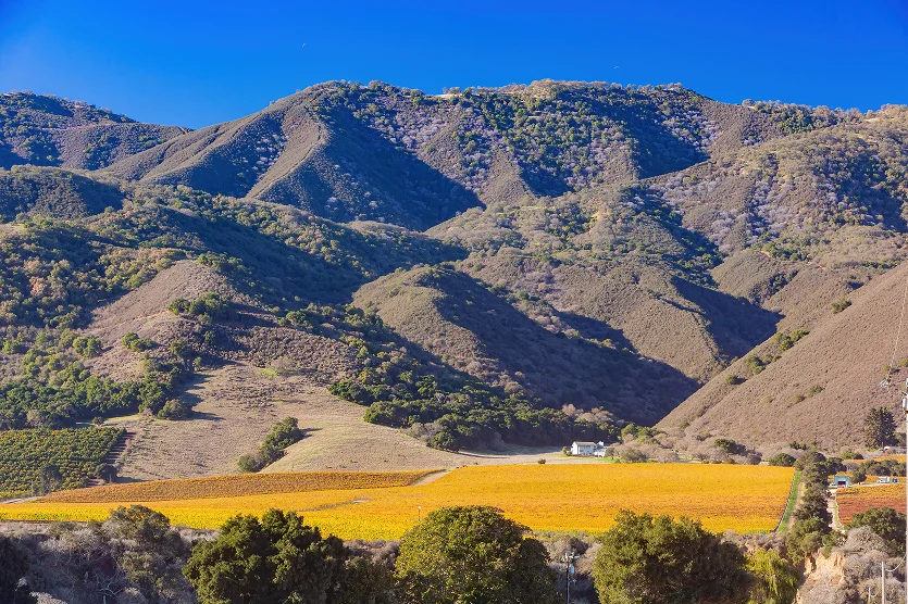 Sunny view of the vineyard landscape of Salinas Valley at California - best car insurance in California.