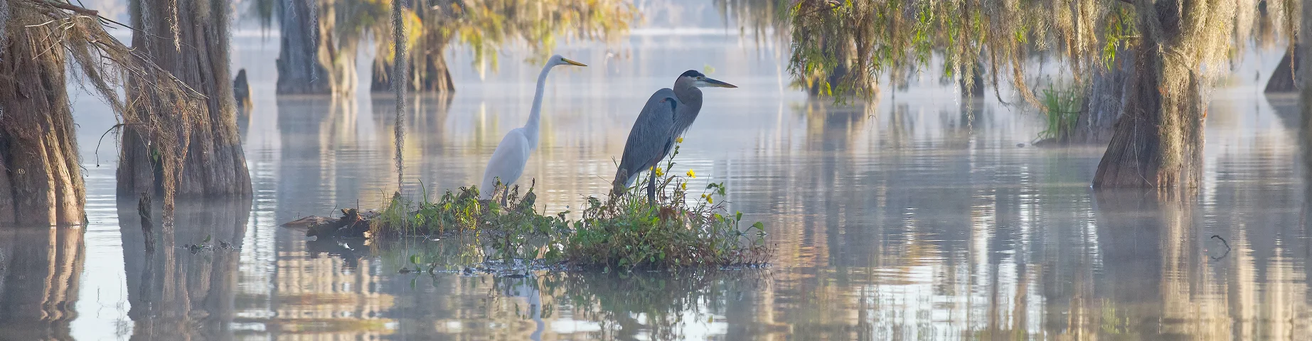 The swamps of Texas and Louisiana, bald cypress, Spanish moss, birds, Lafayette, Caddo Lake, Atchafalaya basin - best home insurance in Louisiana.