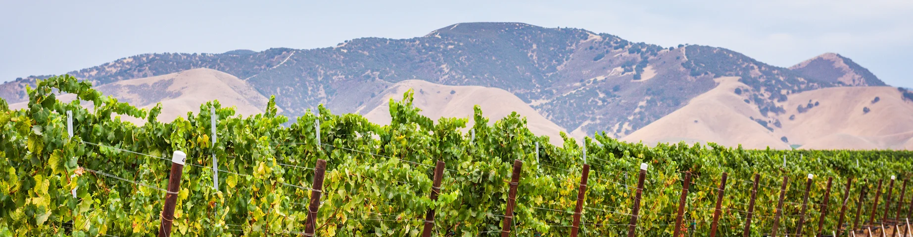 Row of grapevines at a vineyard in Central California with mountains in the background - Best car insurance in California.