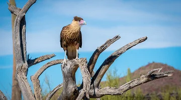 Crested Caracara Caracara cheriway Perched on Branch - best homeowners insurance in Texas.