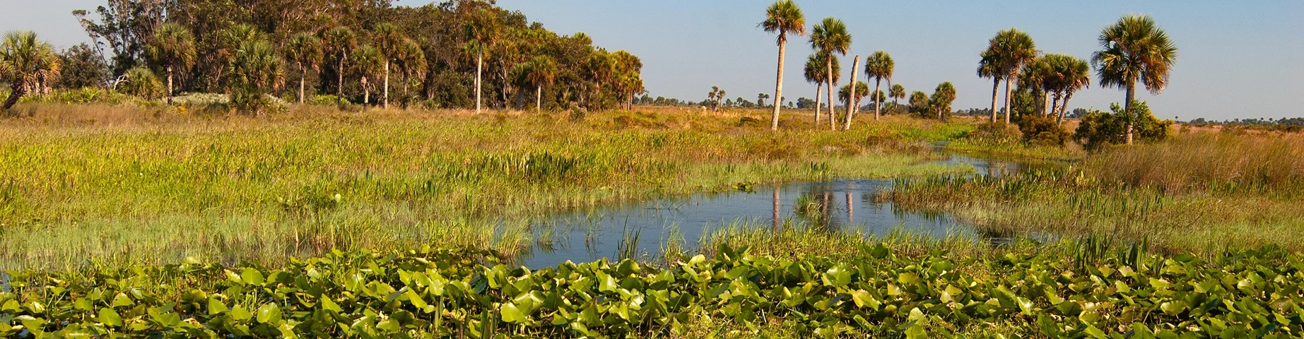 A slough with aquatic grasses and pond lilies flows through the dry prairie at Kissimmee Prairie Preserve State Park in central Florida