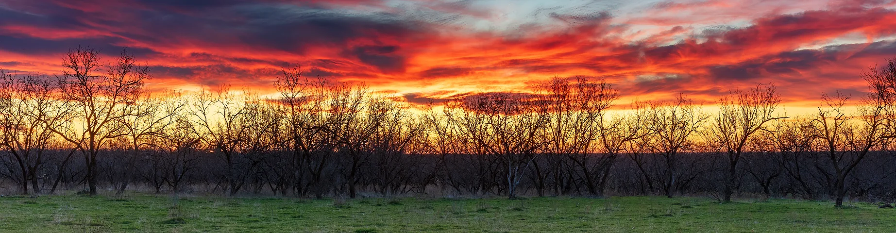 Sunset over a farm pasture in northwest Texas. Green grass in foreground, silhouette of mesquite trees. Sky and clouds colored blue, yellow, pink, orange and gold - best homeowners insurance in Texas.