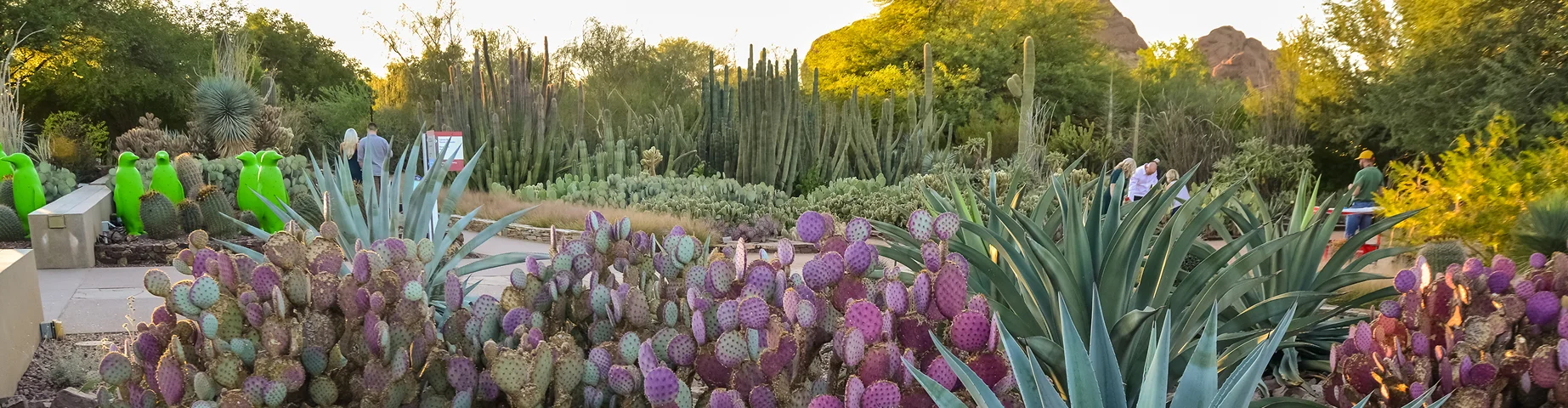 A group of succulent plants Agave and Opuntia cacti in the botanical garden of Phoenix, - best homeowners insurance in Arizona.