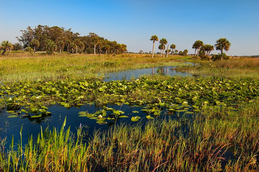 A slough with aquatic grasses and pond lilies flows through the dry prairie at Kissimmee Prairie Preserve State Park in central Florida