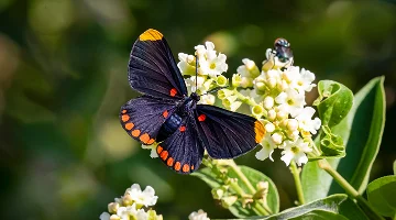 Red-bordered pixie butterfly feeding on garden flowers at national butterfly center, Mission.