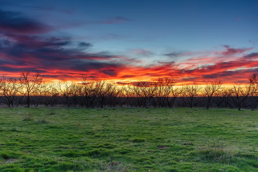 Sunset over a farm pasture in northwest Texas. Green grass in foreground, silhouette of mesquite trees. Sky and clouds colored blue, yellow, pink, orange and gold - best homeowners insurance in Texas.