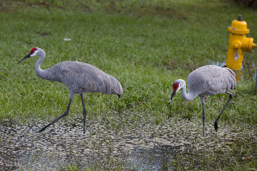 Sandhill cranes in Deltona - best home insurance in Florida.