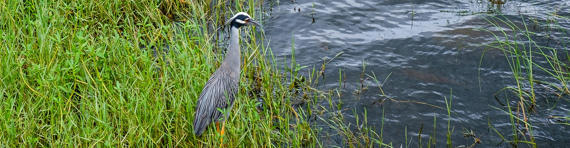 Yellow crowned night heron at Bucktown Marsh in Metairie – best homeowners insurance in Louisiana.