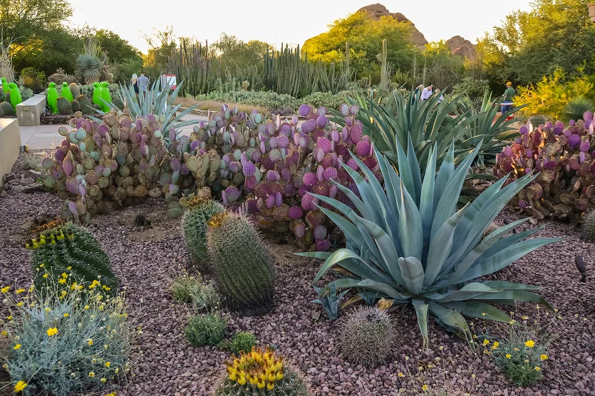 A group of succulent plants Agave and Opuntia cacti in the botanical garden of Phoenix, - best homeowners insurance in Arizona.