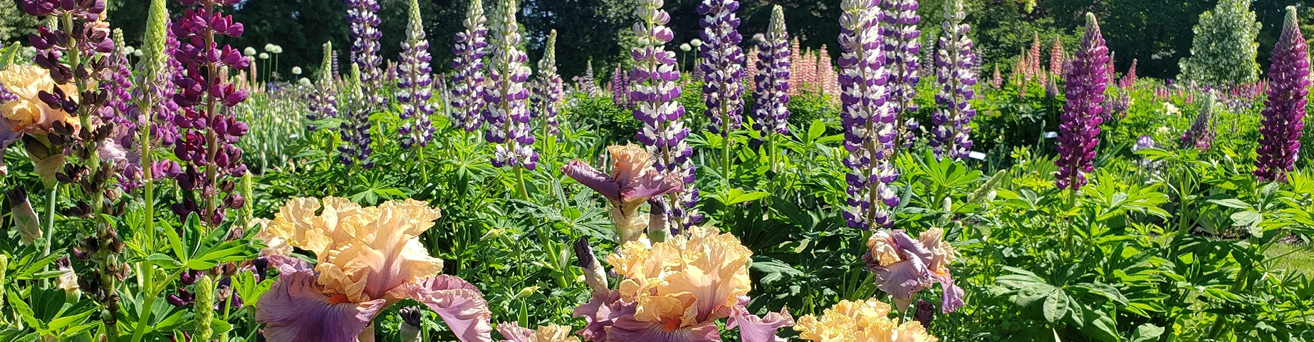 Schreiner's Gardens, Iris Garden, Mothers Day, May, Irises and Lupine, Salem, Oregon