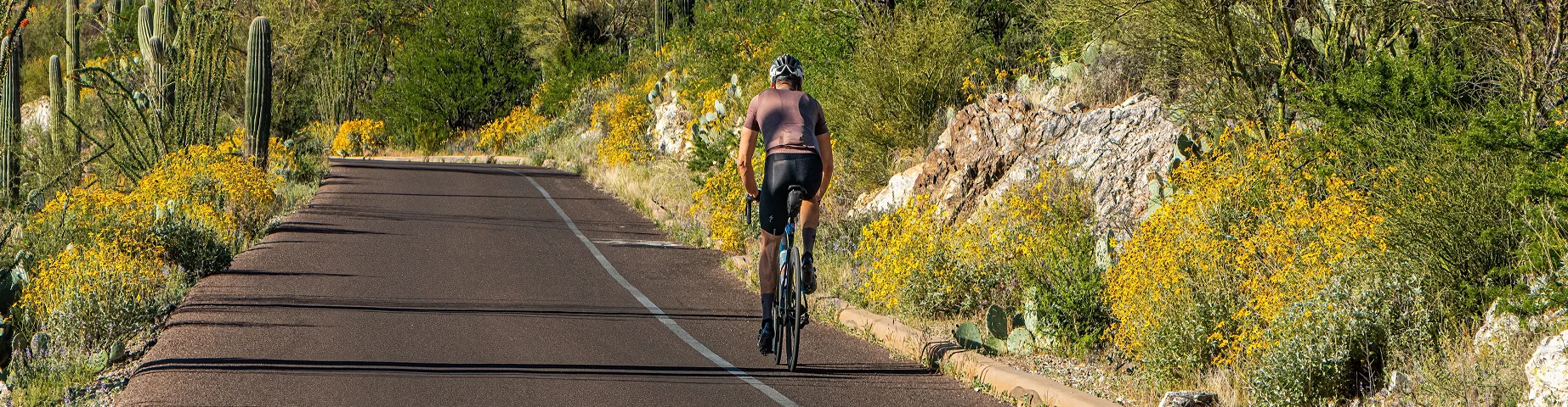 A bicyclist is riding on the loop road at Saguaro National Park, Tucson, Arizona in the springtime. High quality photo with a bicycle, saguaro cactus, yellow flowers, and blue sky with clouds.