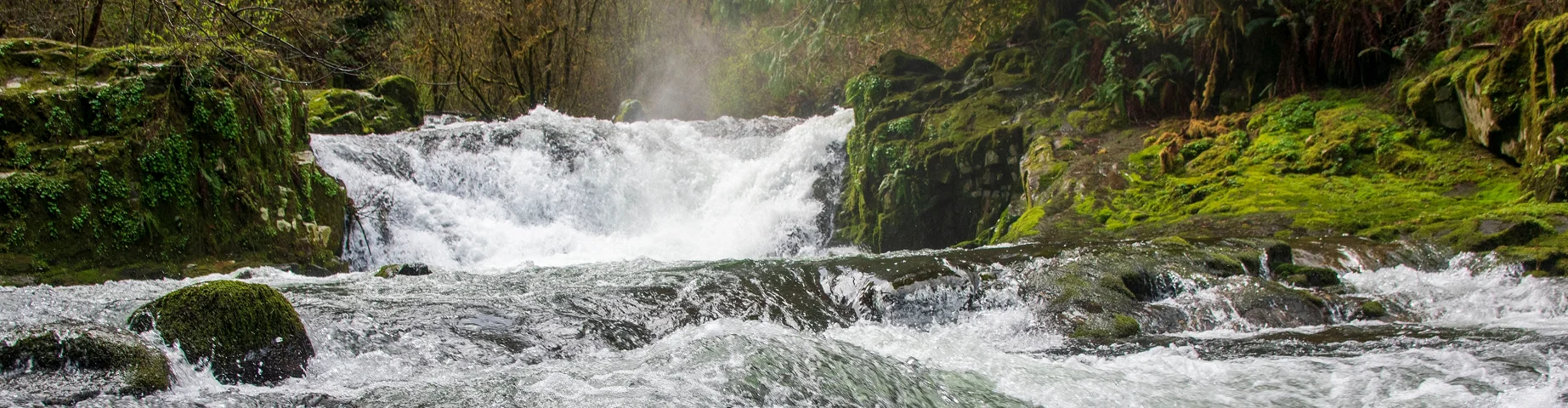 Sweet Creek features several large waterfalls in a rainforest setting near Eugene, Oregon.