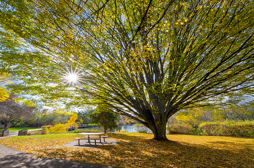 Big old tree at Commonwealth Lake Park in Beaverton Oregon with sun star burst during fall season.