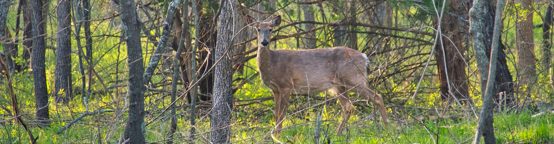 A deer at Ernie Miller Nature Center in Olathe Kansas.