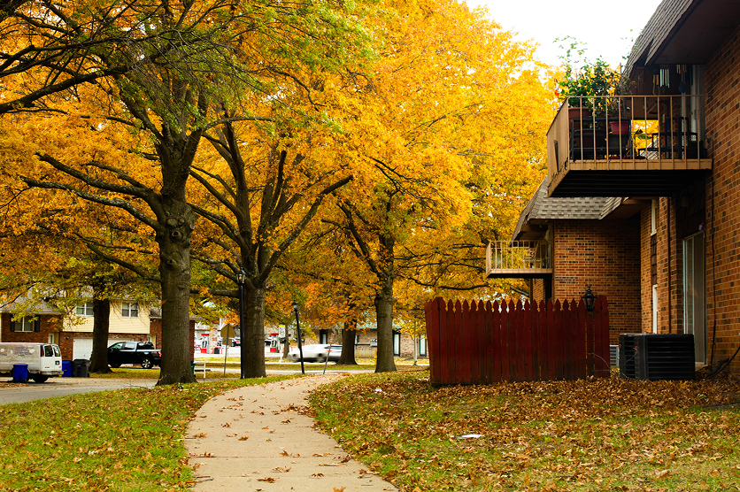 Fall time trees in Olathe KS.