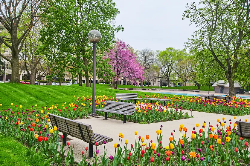 Freimann Square in downtown Fort Wayne, Indiana during peak spring with stunning tulip garden
