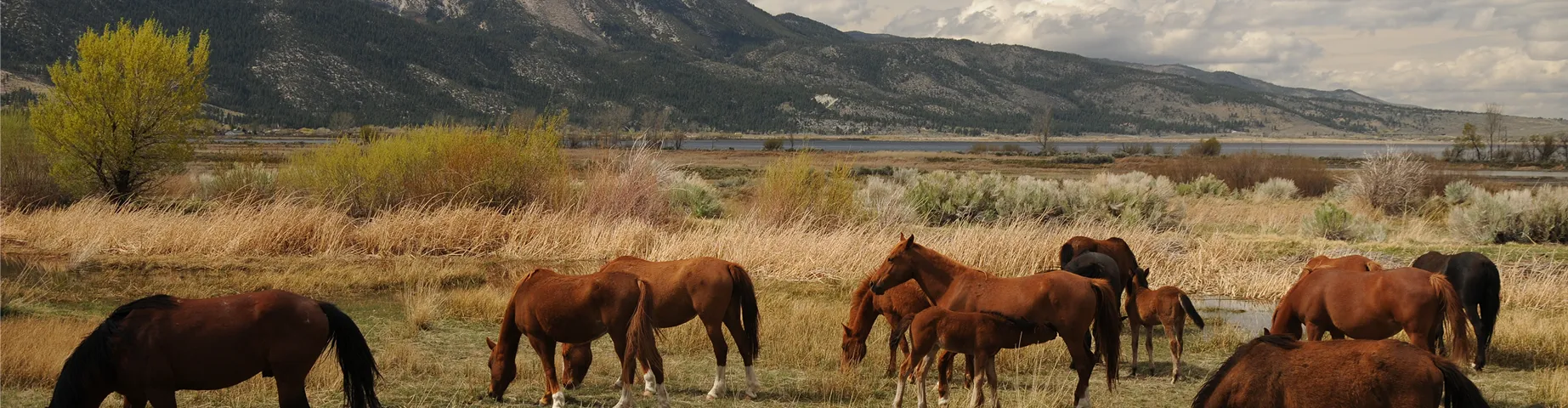 Herds of wild horses and graze on fresh green spring grasses in the desert landscape of Washoe Valley, Northern Nevada, located near Carson City.