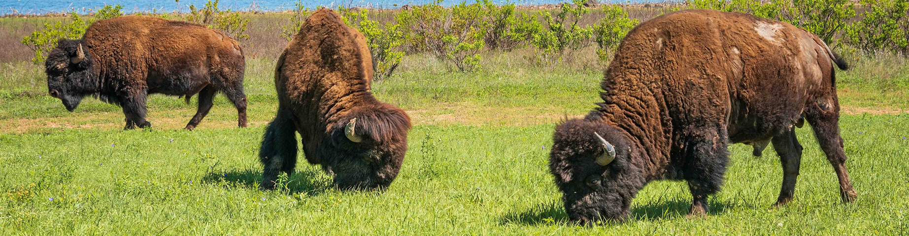 A group of American bison with Witchita mountains in background.