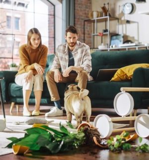 Couple looking at pet damage in a rental after their dog knocked over furniture and plants.